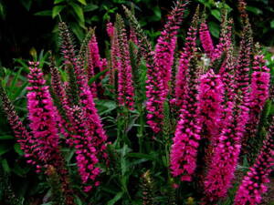 ROZRAZIL KLASNATÝ - Veronica spicata 'Rosa Zwerg'