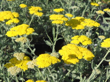 ŘEBŘÍČEK OBECNÝ - Achillea millefolium 'Moonshine'