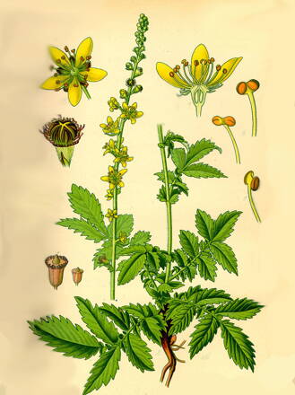 ŘEPÍK LÉKAŘSKÝ - Agrimonia eupatoria