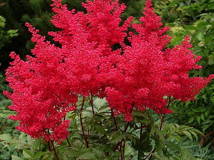 ČECHRAVA - Astilbe japonica 'Vesuvius'