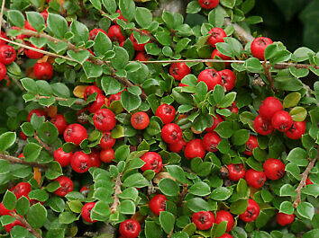 SKALNÍK ROZPROSTŘENÝ - Cotoneaster procumbens ´Queen of Carpets´