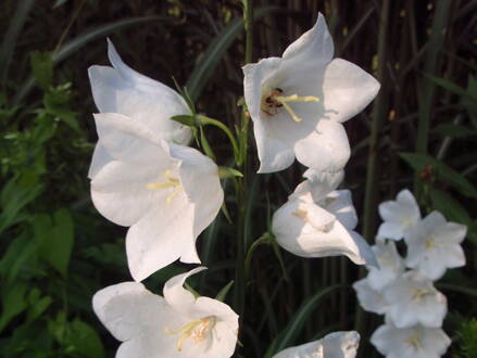 ZVONEK BROSKVOLISTÝ - Campanula persicifolia ´Takion F1 White´