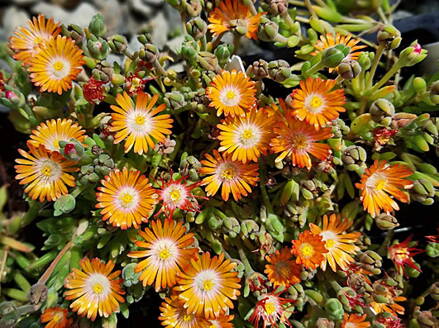 KOSMATEC - Delosperma hybrida Jewel of Desert ´Topaz´