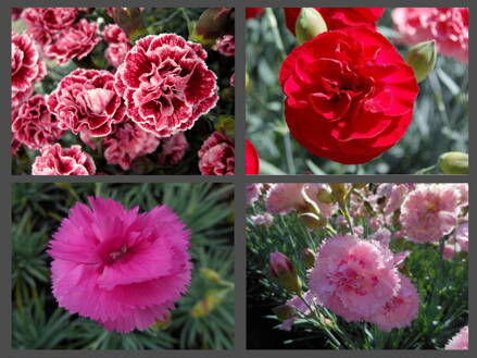 HVOZDÍK  - Dianthus MIX