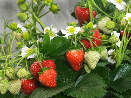  JAHODNÍK - Fragaria ´Delizz´