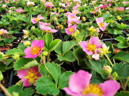  JAHODNÍK - Fragaria vesca ´Rosea´