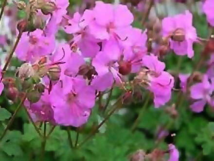 KAKOST KANTABRIJSKÝ - Geranium cantabrigiense ´Karmina´