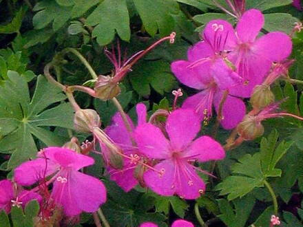 KAKOST KANTABRIJSKÝ - Geranium cantabrigiense 'Crystal Rose'