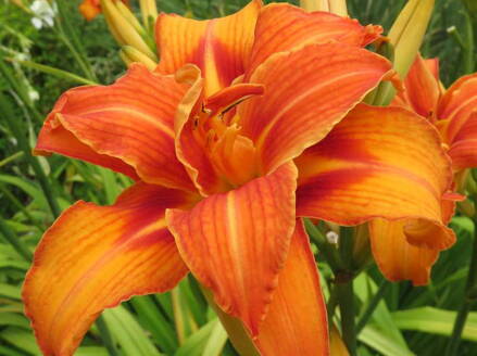 DENIVKA - Hemerocallis 'Bandolero'