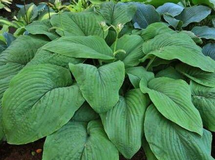 BOHYŠKA - Hosta hybride  'T.Rex'