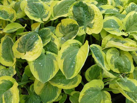 BOHYŠKA - Hosta hybrida 'Carnival'