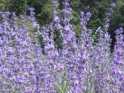 3 KS LEVANDULE - Lavandula angustifolia 'Montagnac Purple'