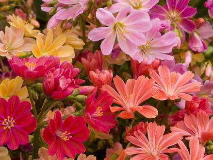 LEVISIE - Lewisia hybrida ´Elise´