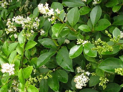 PTAČÍ ZOB VEJČITOLISTÝ - Ligustrum ovalifolium