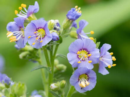 JIRNICE - Polemonium boreale ´Heavenly Habit´