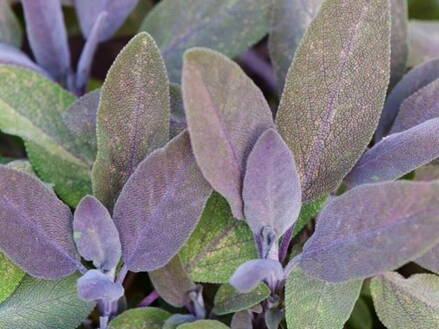 ŠALVĚJ LÉKAŘSKÁ - Salvia officinalis ´Purpurascens´
