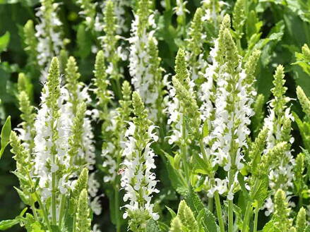 ŠALVĚJ NÁDHERNÁ - Salvia superba 'Merleau White'