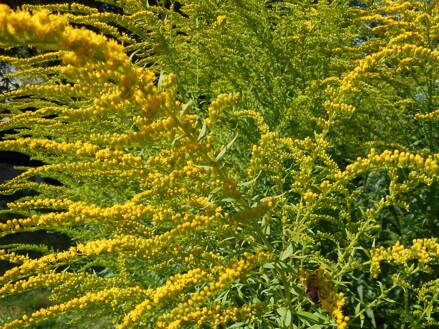 ZLATOBÝL KANADSKÝ - Solidago canadensis ´Golden Baby´