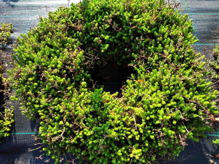 VĚNEC - Sedum sexangulare