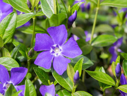 BARVÍNEK MENŠÍ (BRČÁL) - Vinca minor 'Bowles Variety'